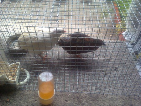 Codorniz Japonica Varias Mutaçoes Preço sob Consulta