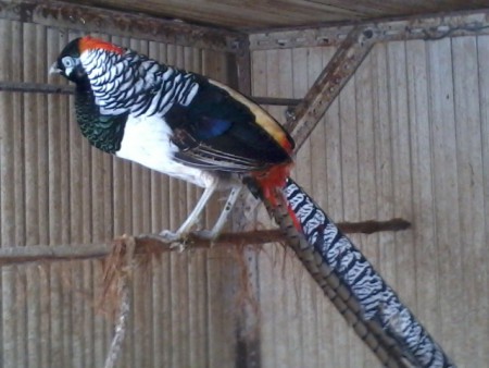 Faisão Lady Preço 35 euros Varios Dispoiveis