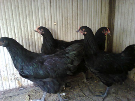 Galinhas Jersey Gigante Negra 4 meses Preço 25 euros cada 