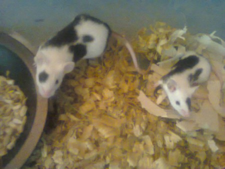 Ratos TOpolino 5 euros cada