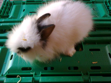 Coelhos anoes de 10 euros a 25 euros 