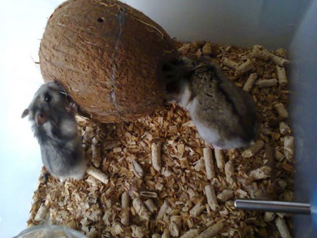 Hamster Anao Russo 4 euros cada