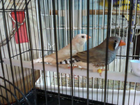 Diamante Mandarim 4 euros cada